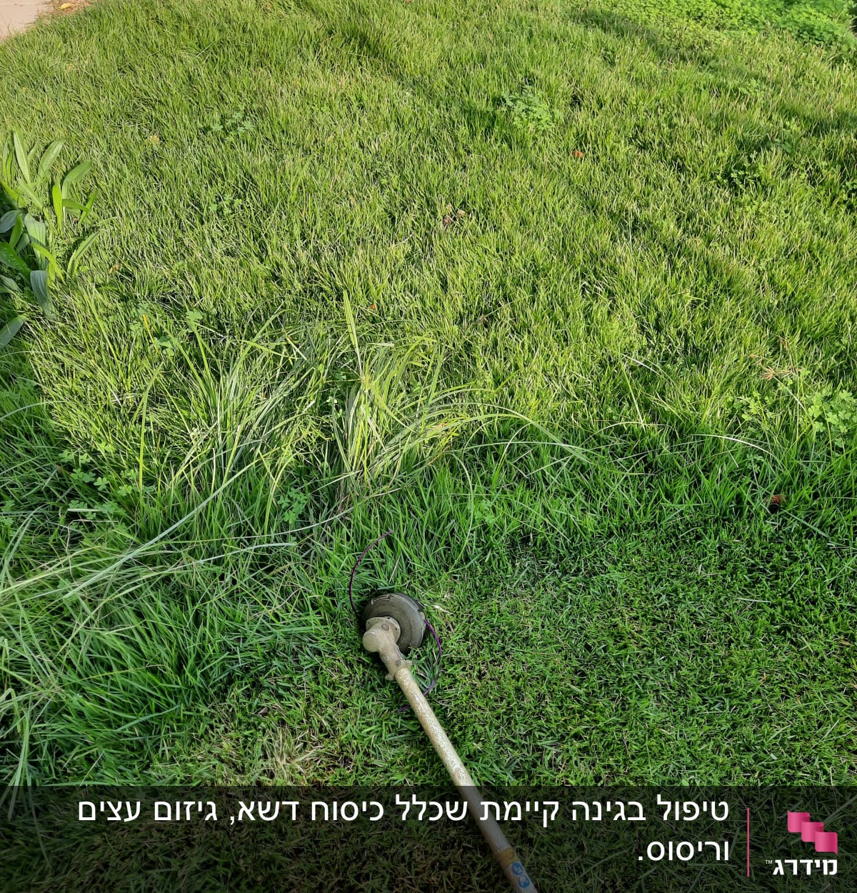מכסחת דשא על דשא ירוק בגינה